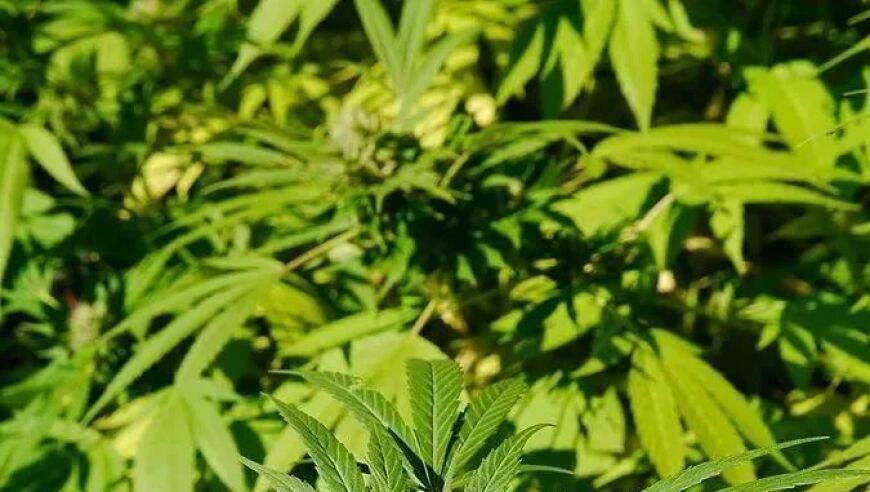 澳门开码,春节回家发现父母染上了网瘾,机构预测与落实方法揭秘_HarmonyOSV10.62